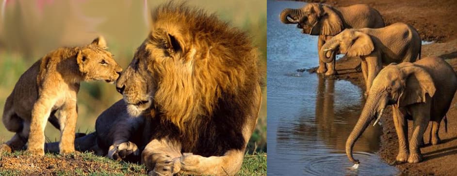 Lions and elephants photographed on an African safari, representing the South Africa photo safari auction package